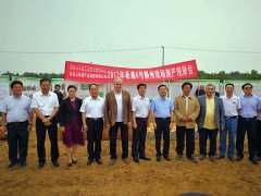 希森6號滕州測產(chǎn)圓滿(mǎn)成功，科技廳劉為民廳長(cháng)親臨觀(guān)摩